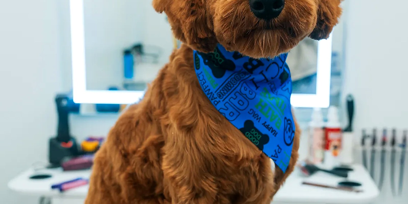 A goldendoodle after a full haircut at the Lillian Ruff grooming salon on Laurel Road in East Northport, New York