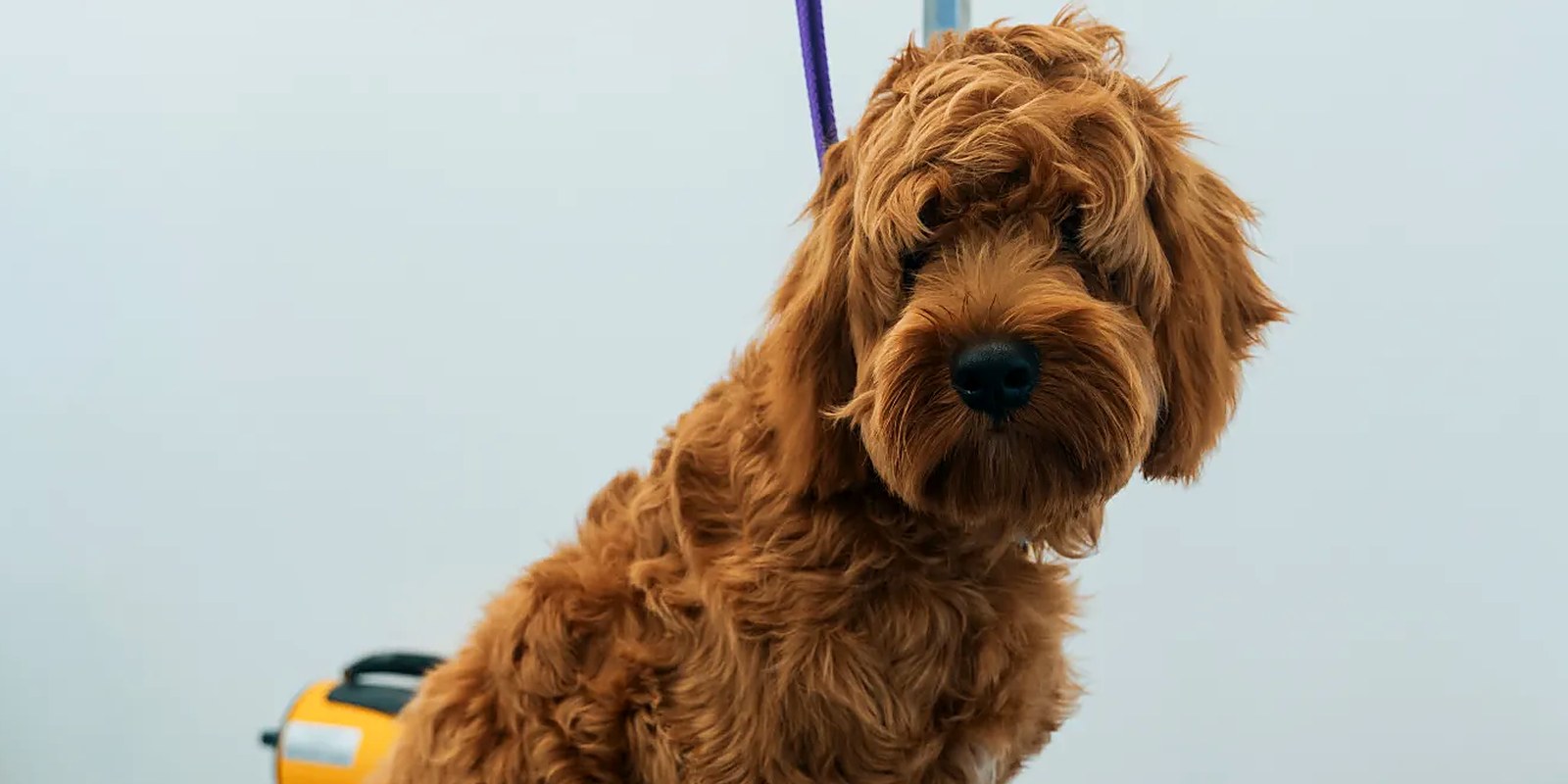 The Lillian Ruff Pet Spa grooming salon storefront on Laurel Road in East Northport, New York.