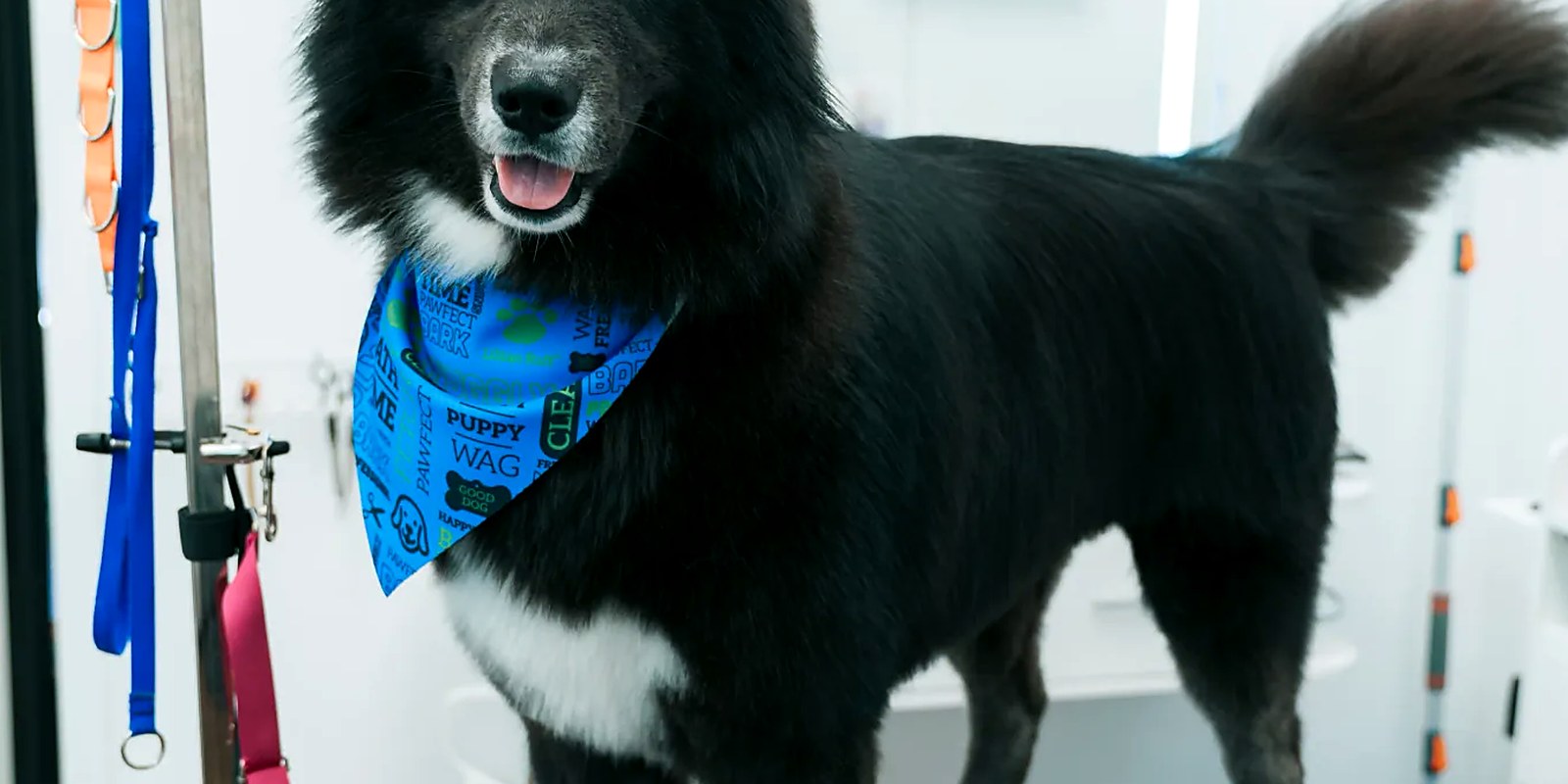 A large white double-coated dog standing on a grooming table while a high-velocity dryer blows through the coat