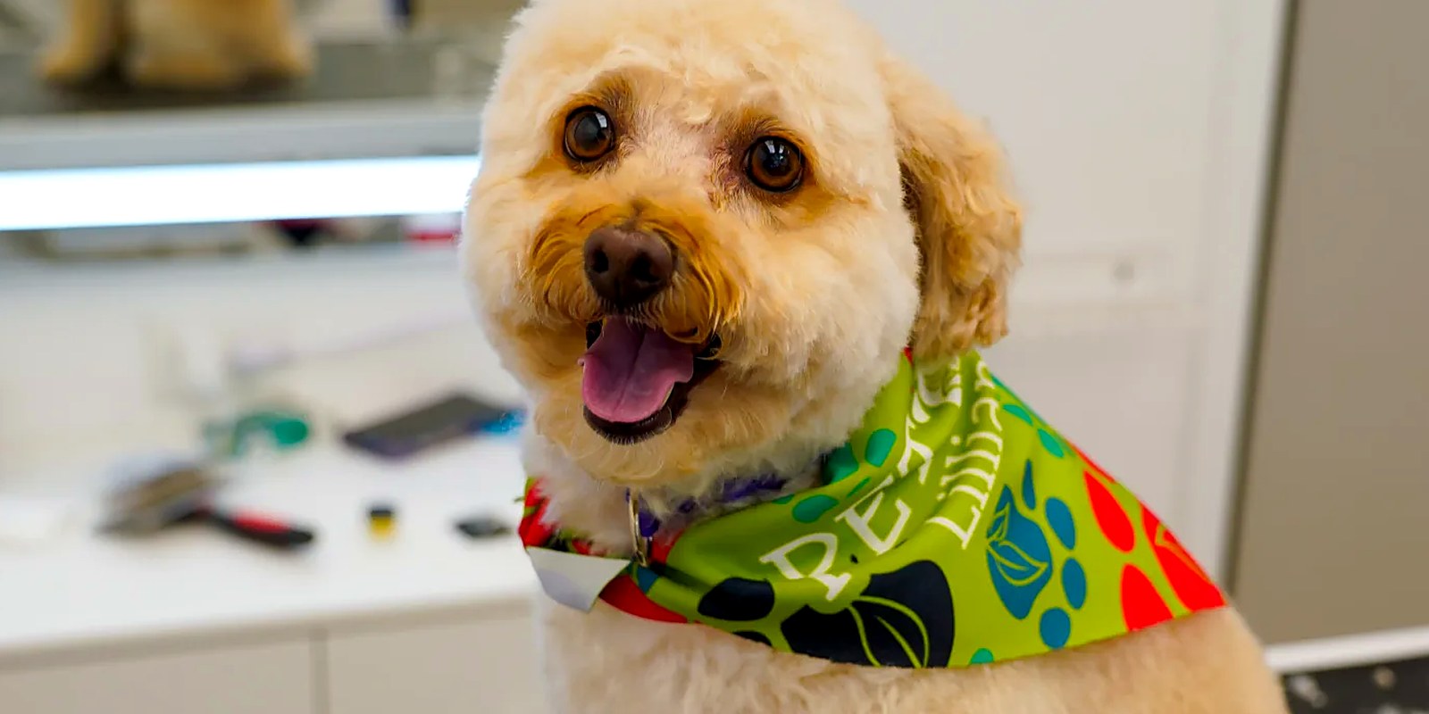A groomer parting a small dog's coat on the grooming table to check the skin underneath before clipping.