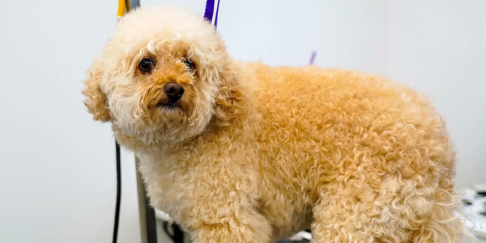 A groomer resting one steady hand on a small senior dog's shoulder at the grooming table
