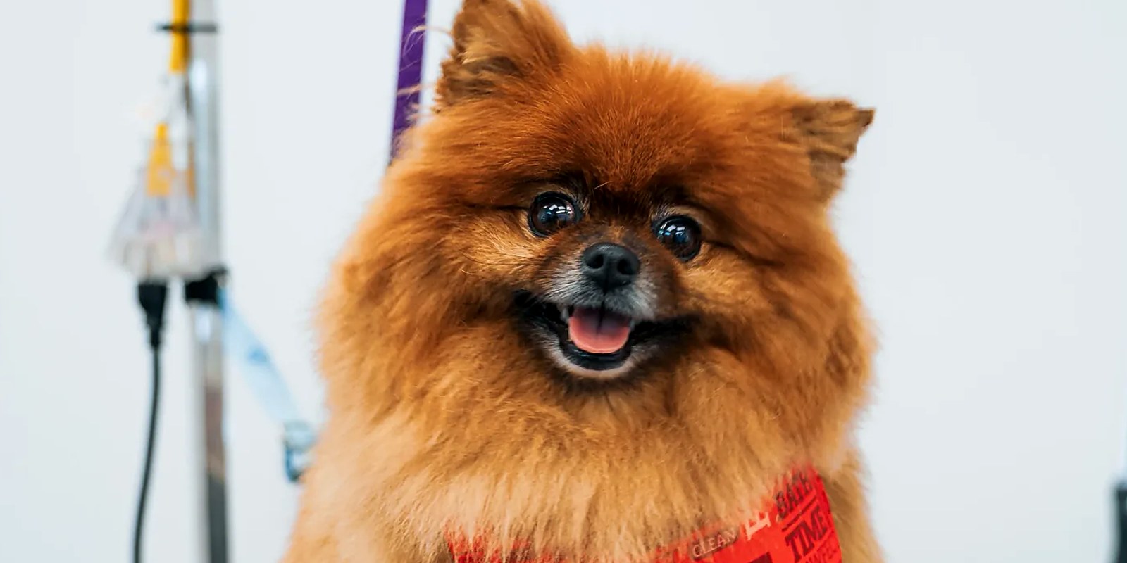 A small dog being blow-dried on a grooming table at Lillian Ruff Pet Spa in Ronkonkoma
