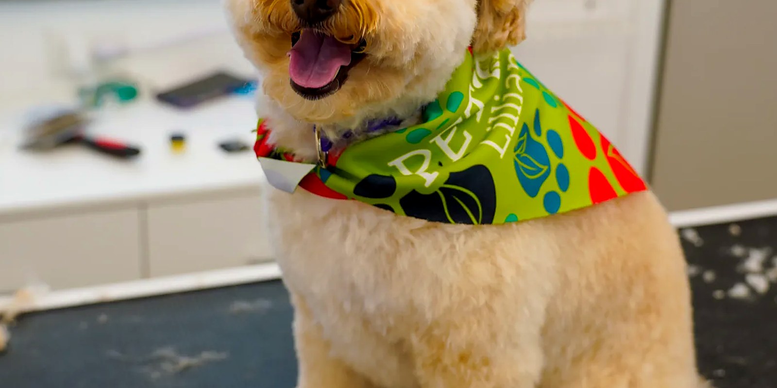 The Lillian Ruff Pet Spa storefront at 835 Portion Rd in Ronkonkoma, NY