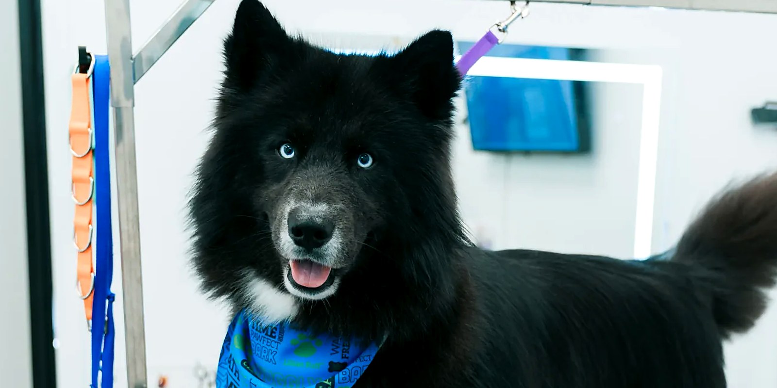 A heavy double-coated giant breed dog being brushed out on a grooming table