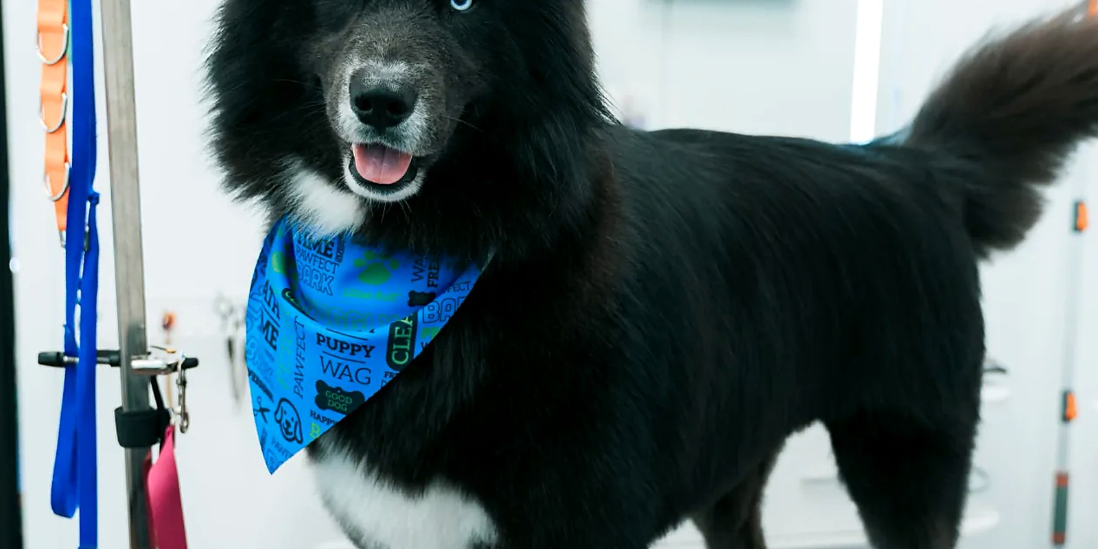 A groomer steadying a small dog with one hand while brushing, the dog standing on a non-slip grooming table
