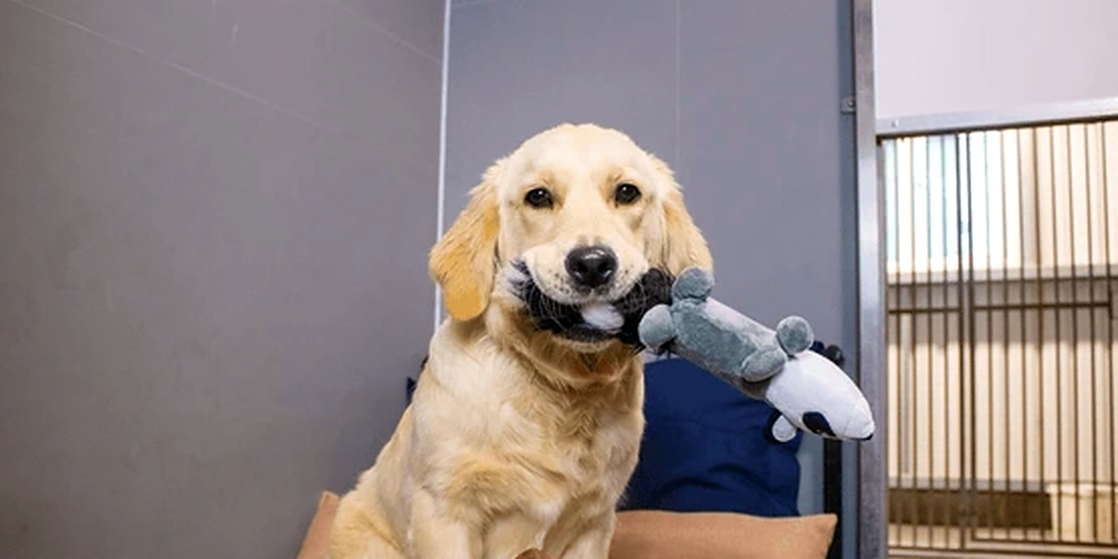 A dog resting on a bed during a daycare day at Lillian Ruff Pet Spa in Ronkonkoma, NY
