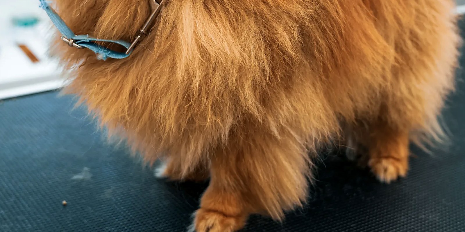 A small silky-coated dog standing calmly on a grooming table while its coat is combed through to the skin.