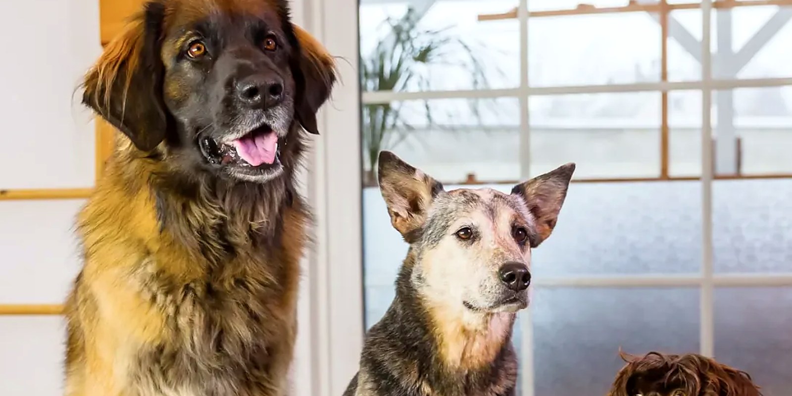 A private boarding kennel at Lillian Ruff Pet Spa in Ronkonkoma, set up for an overnight stay