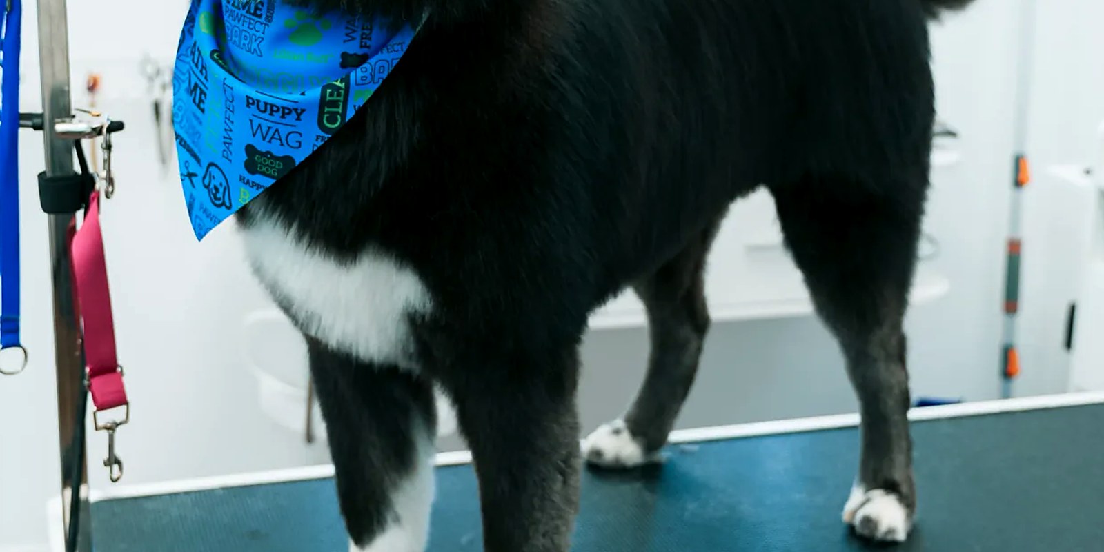 A double-coated Siberian Husky standing on a grooming table after a de-shedding bath and blow-out