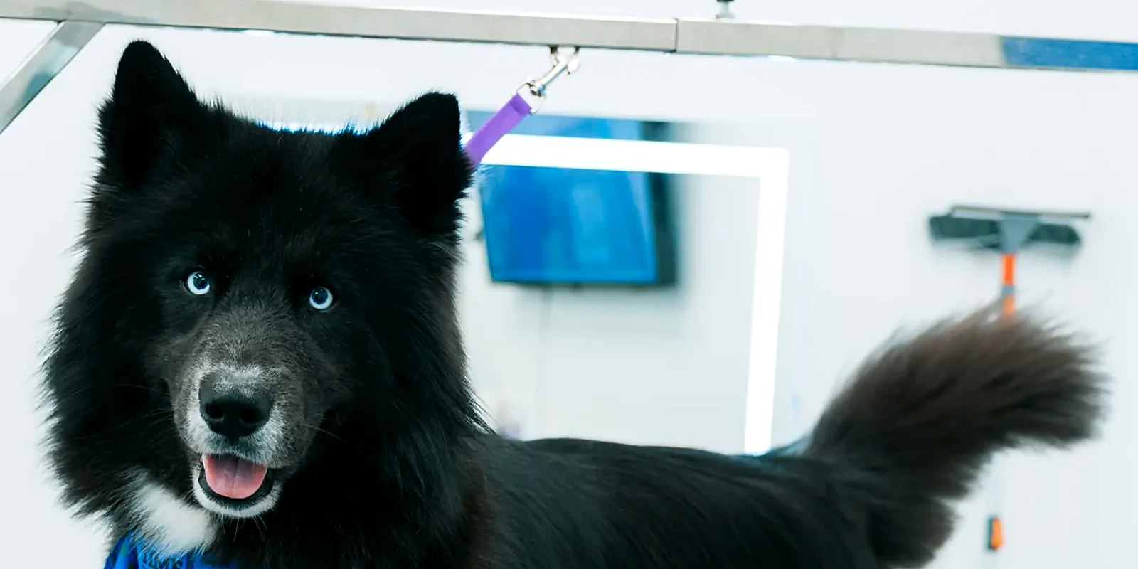 The Lillian Ruff Pet Spa storefront at 16 Laurel Rd, East Northport, NY