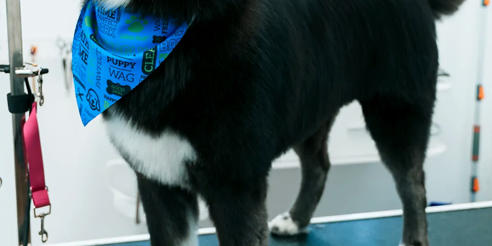 A short-coated Labrador standing on a grooming table in an East Northport salon after a bath and blow-out