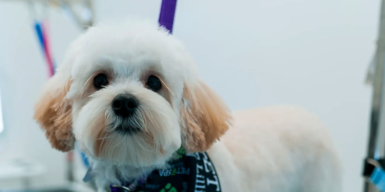 The Lillian Ruff Pet Spa storefront at 835 Portion Rd in Ronkonkoma, where boarding check-in happens.