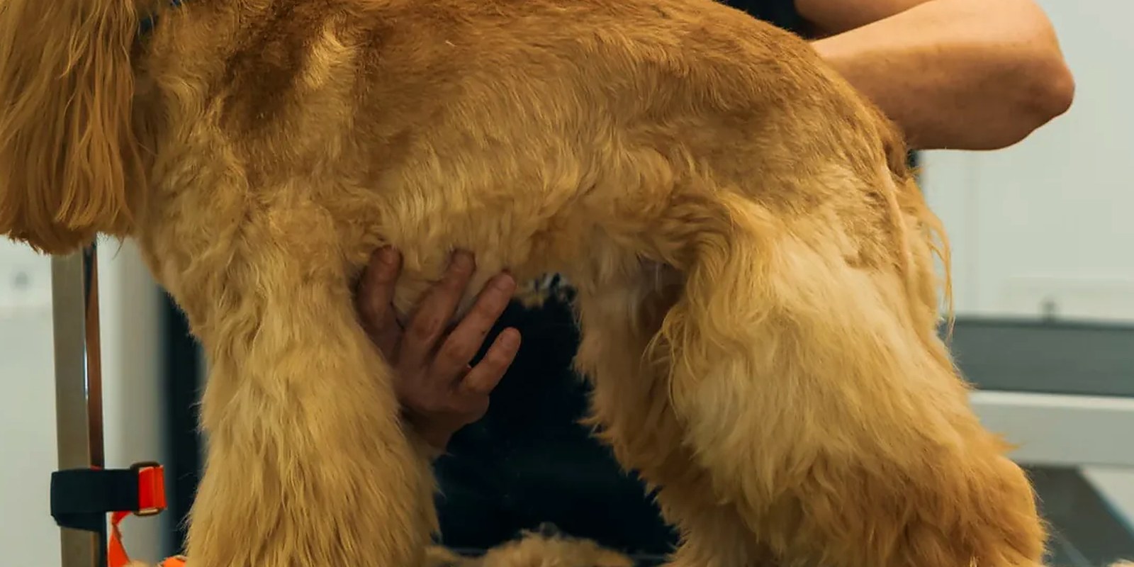 A dog waiting on a loose leash beside its owner at a daycare drop-off door
