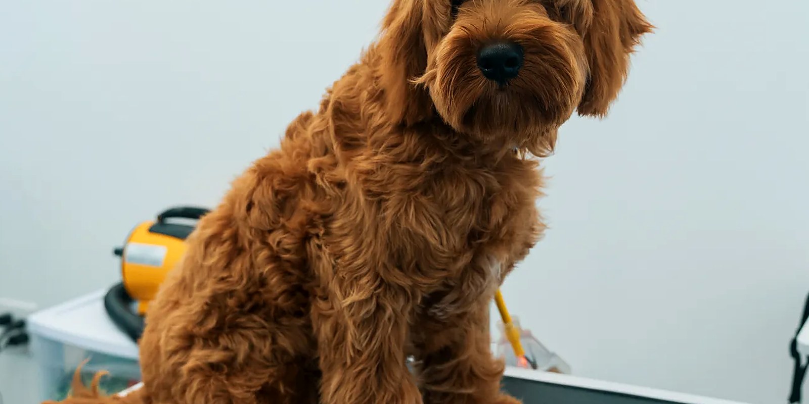 A groomer parting a doodle's coat with one hand and brushing the exposed row down to the skin with a slicker brush