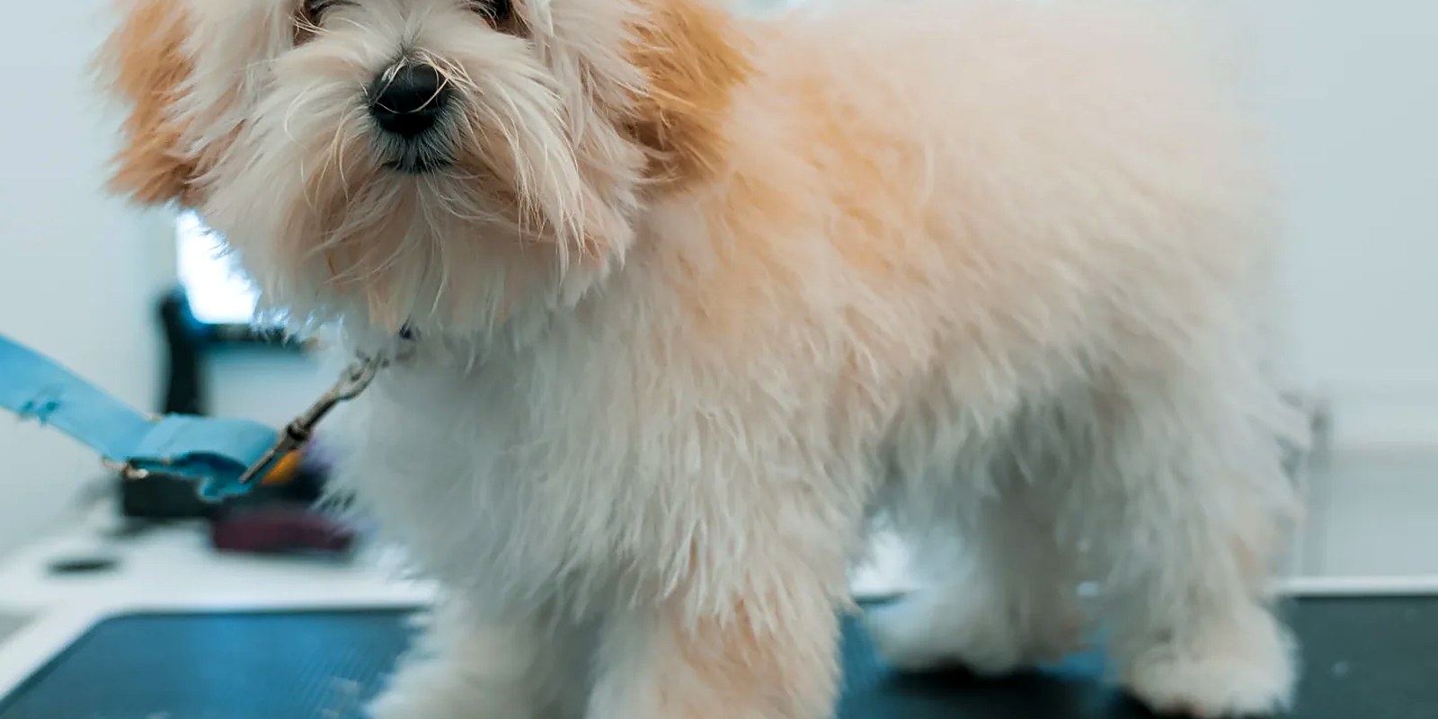 The Lillian Ruff Pet Spa storefront at 835 Portion Road in Ronkonkoma, New York