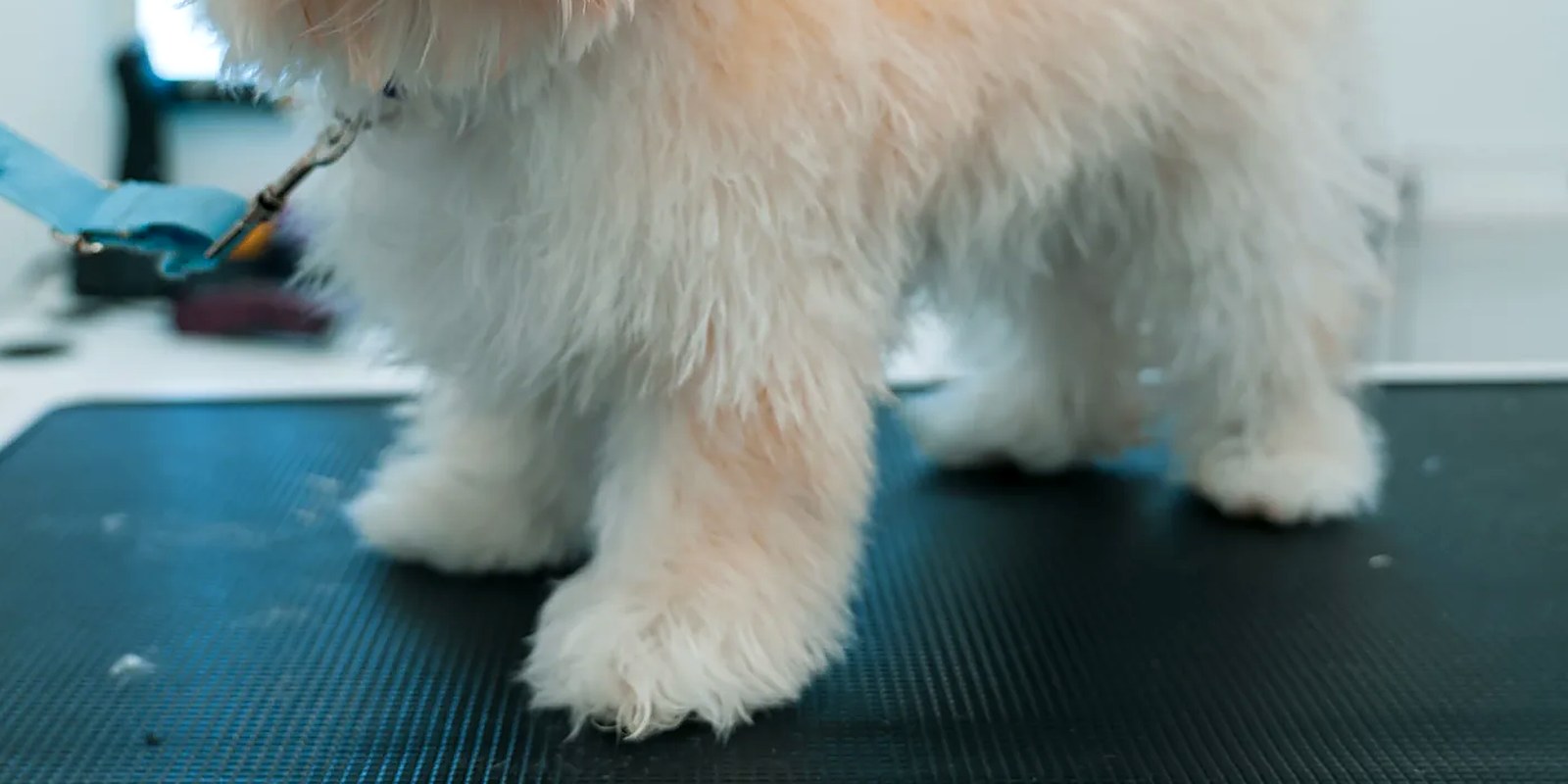 A small white Maltese standing on a grooming table with a freshly trimmed short puppy cut