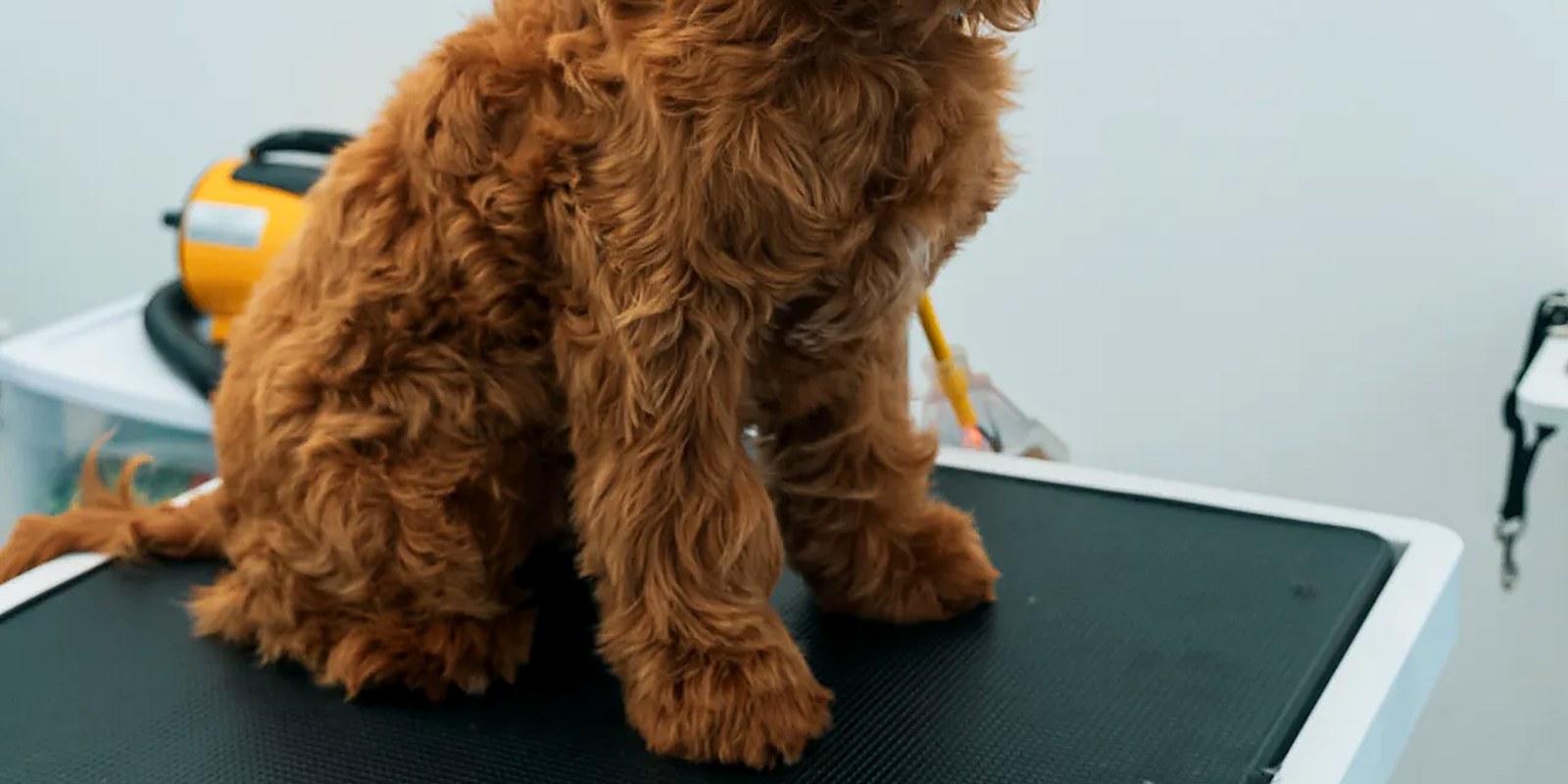 A goldendoodle standing on a grooming table at the Lillian Ruff salon in East Northport while a groomer combs through its coat
