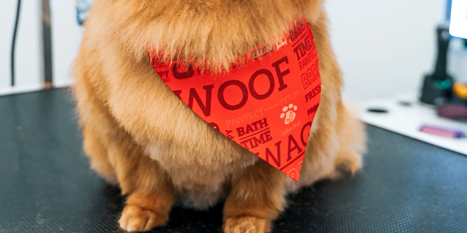 A dog wearing a plain flat collar with a clearly engraved metal identification tag
