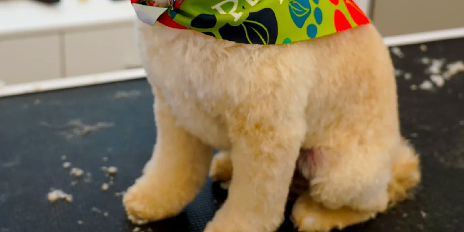 A goldendoodle before and after a bath, full dry and brush-out at the East Northport salon