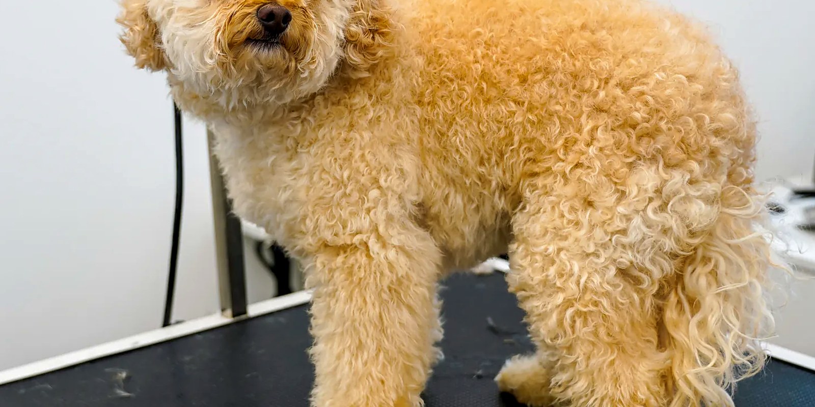 The Lillian Ruff Pet Spa grooming salon storefront on Laurel Road in East Northport, New York