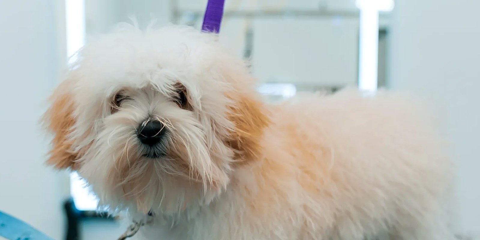 A young puppy standing calmly on a grooming table at Lillian Ruff Pet Spa in Ronkonkoma, New York