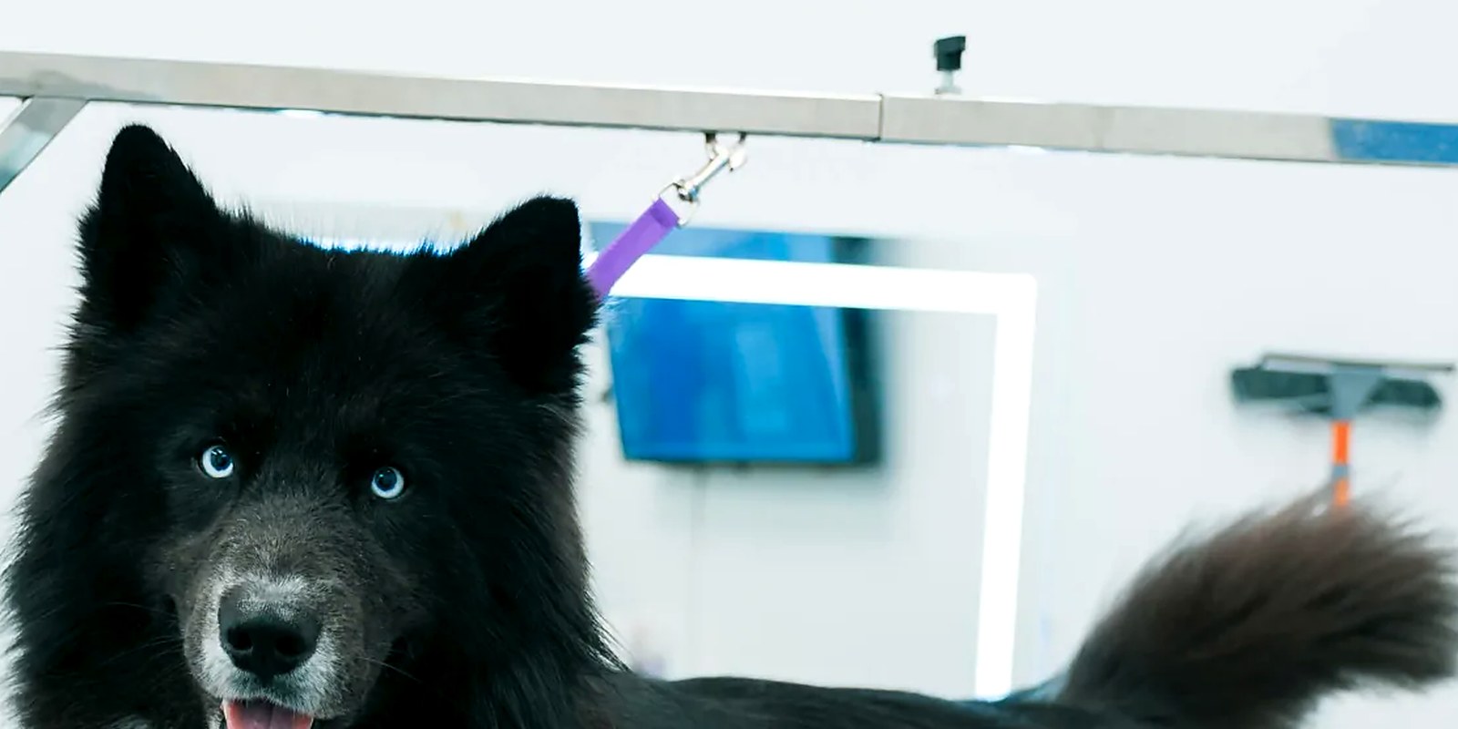A groomer checking a dog's paw pads and nails on the grooming table during a November coat check