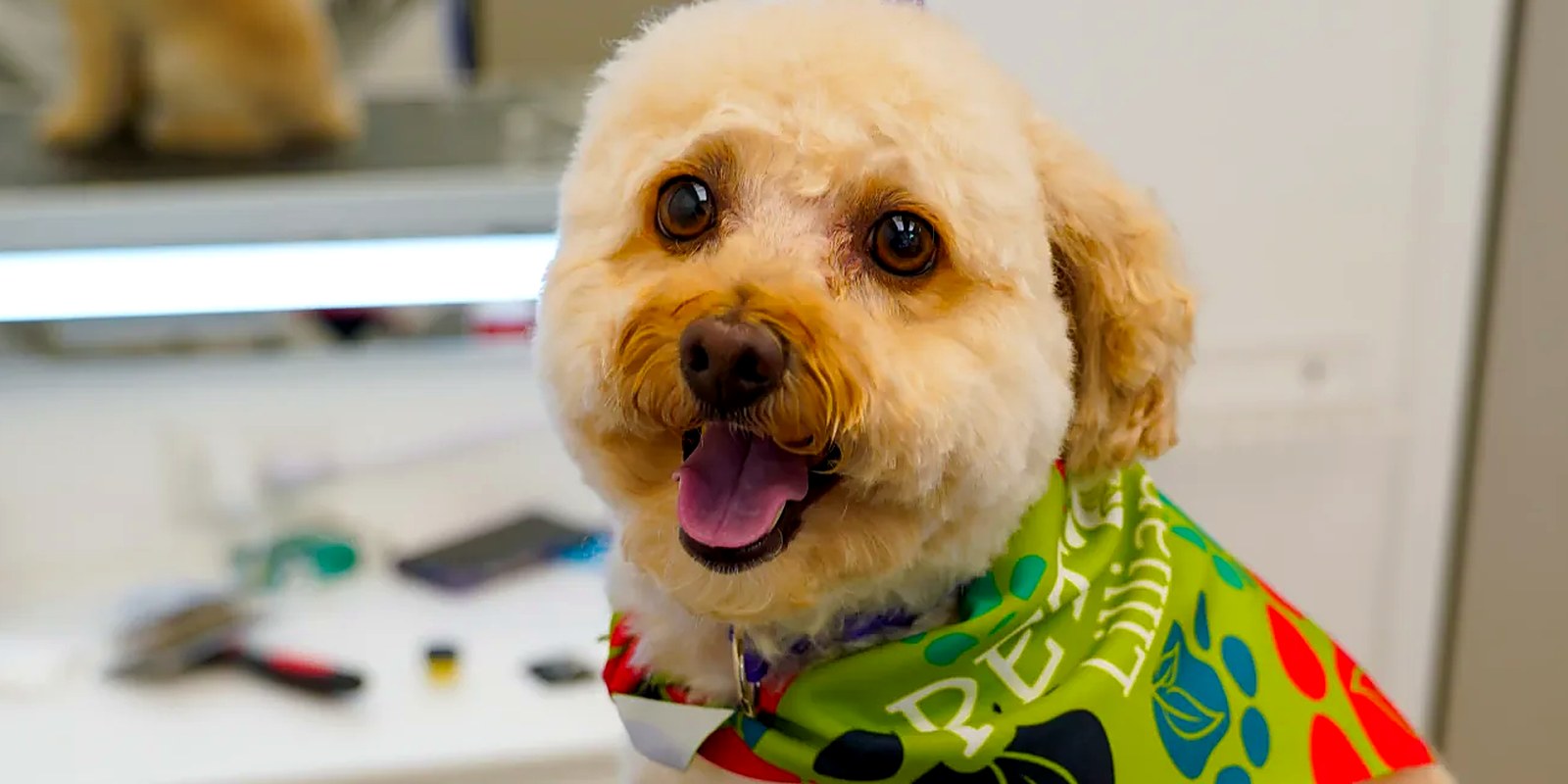 The Lillian Ruff Pet Spa building at 835 Portion Road in Ronkonkoma, where daycare runs seven days a week from 7am to 7pm.