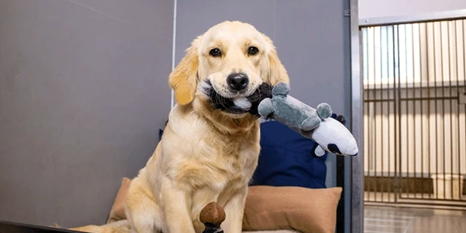 A dog resting on the floor of a bright indoor daycare room