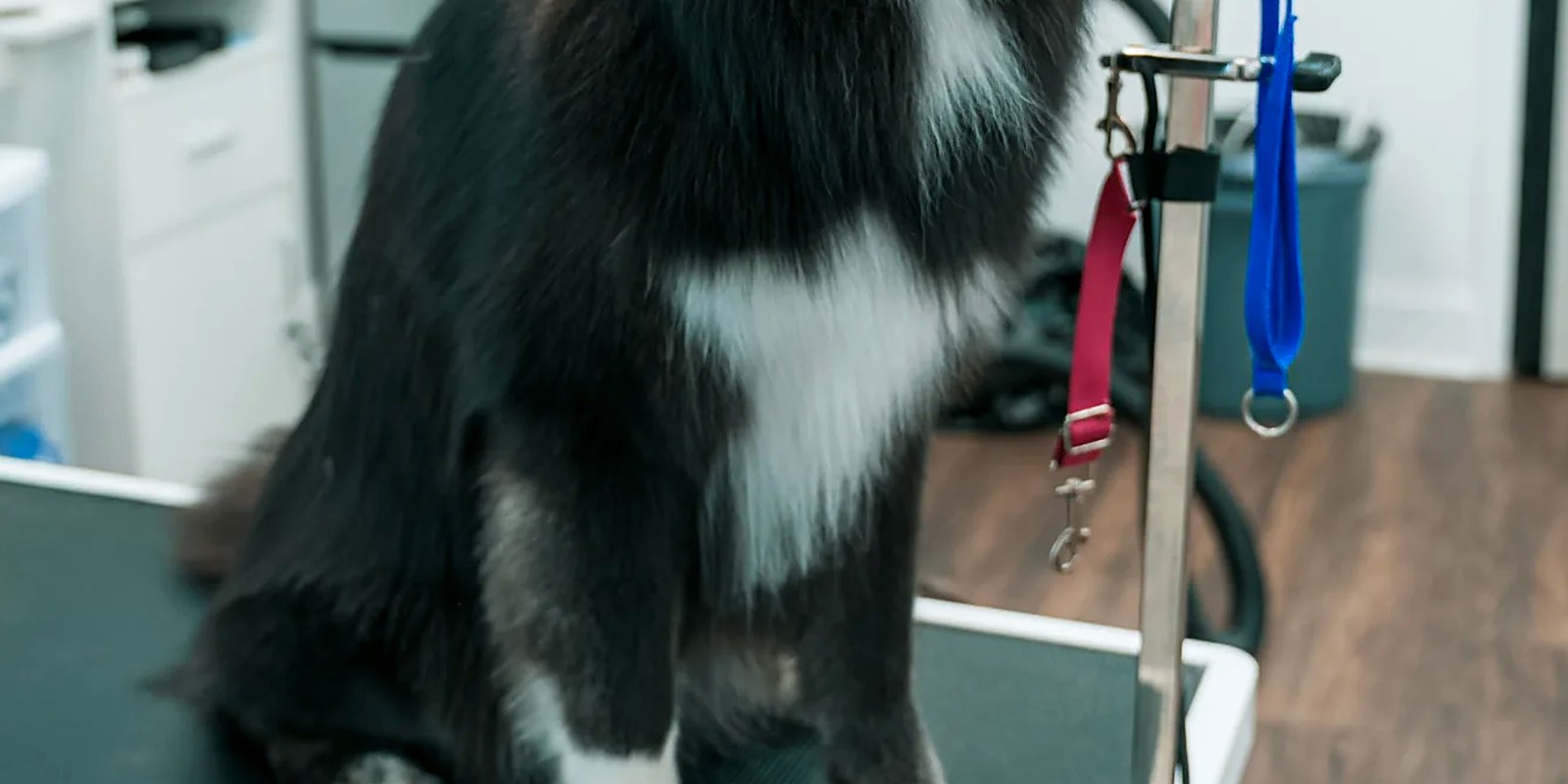 A groomer lathering a dog's chest and front legs in a grooming tub
