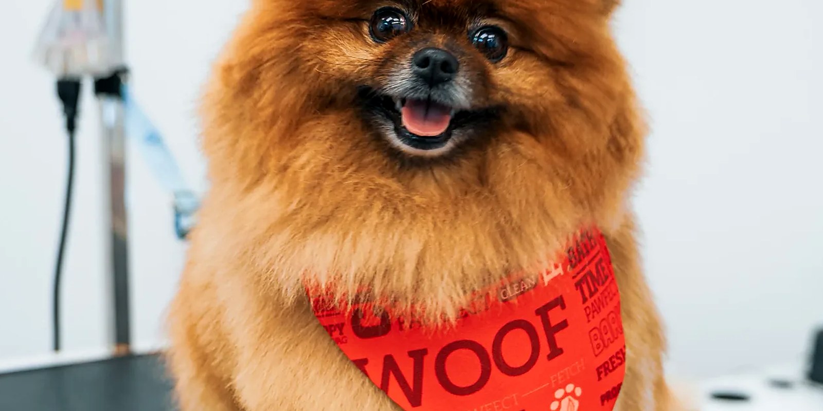 A Pomeranian with a thick stand-off double coat, seen in profile