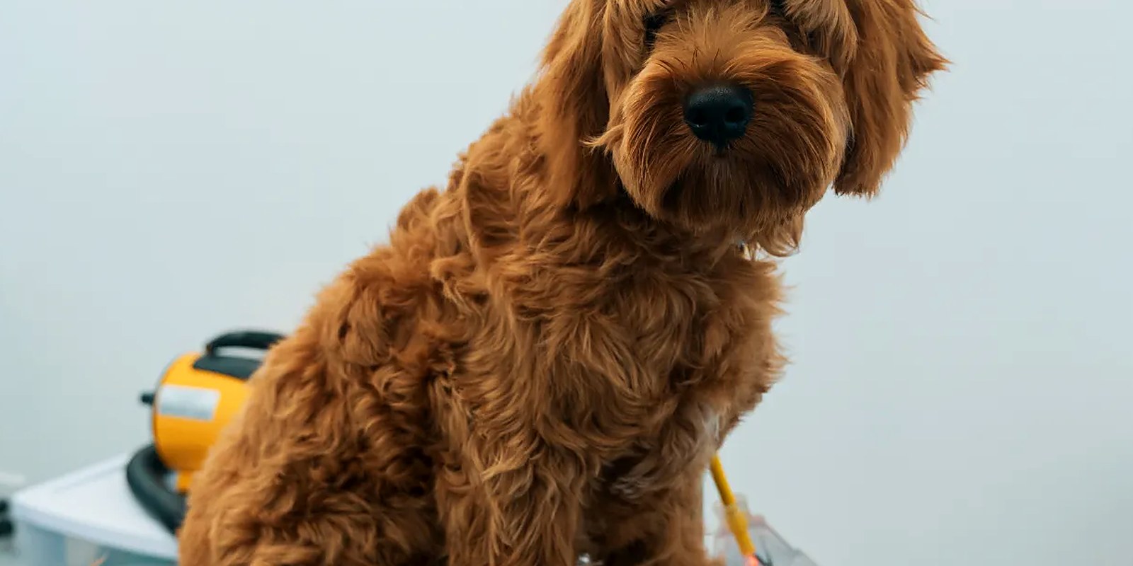 A young goldendoodle being line brushed with a slicker brush during coat change, showing the dense adult coat coming in beneath the softer puppy coat