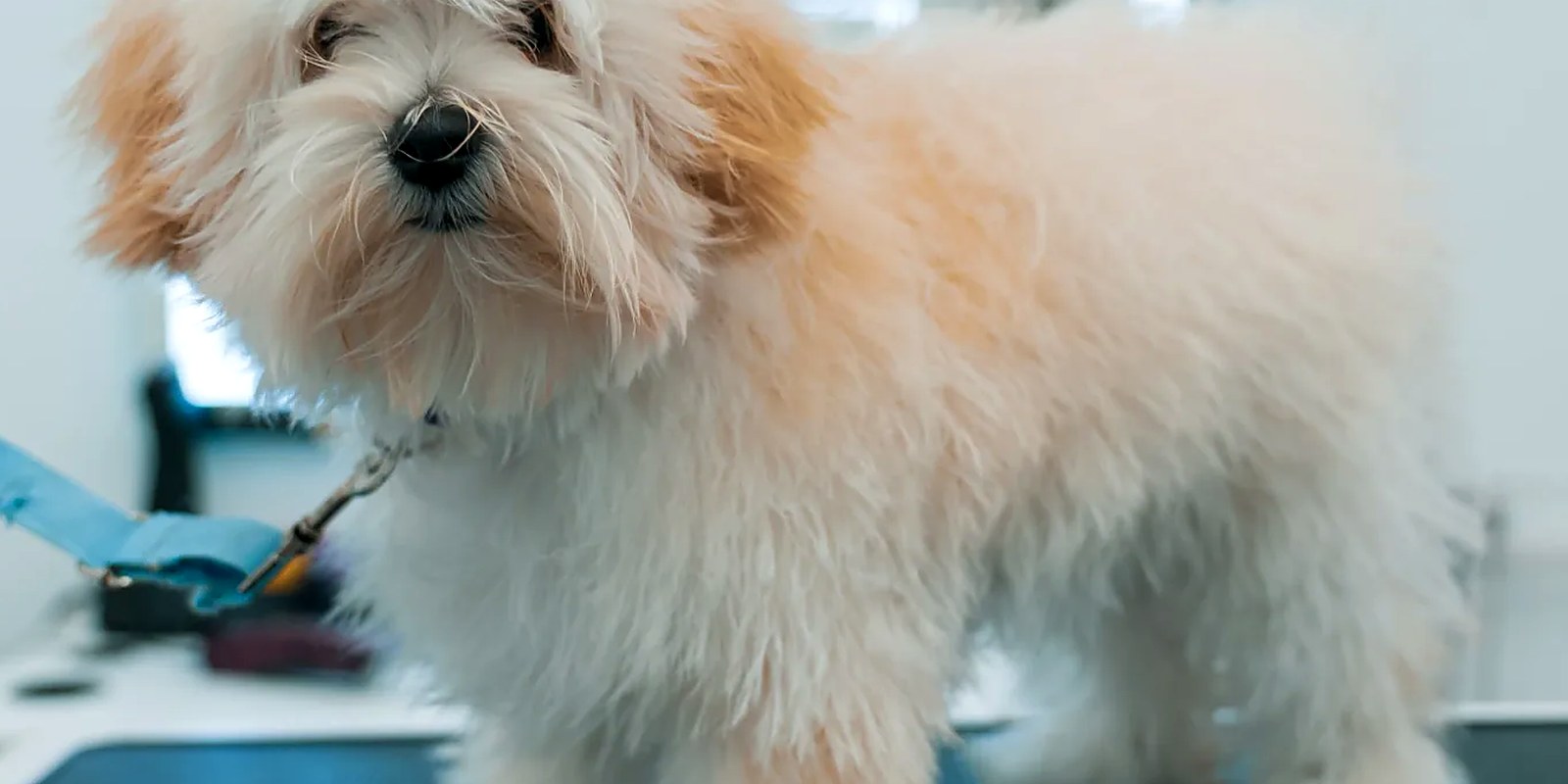 A goldendoodle after a full groom, body clipped to one even length with a rounded, hand-scissored face.