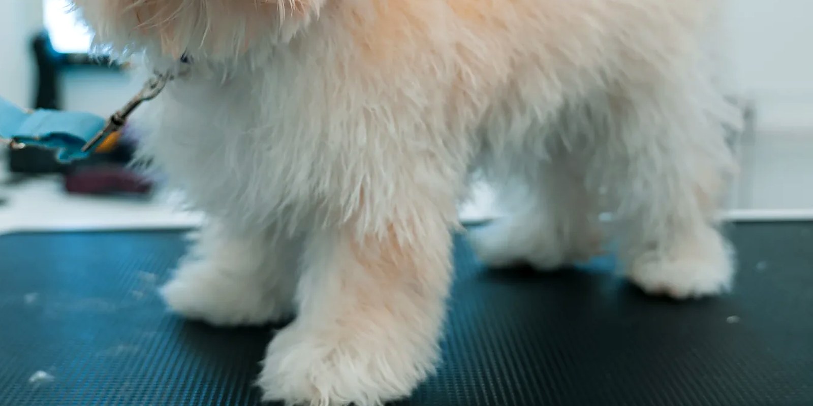 A small fluffy puppy standing calmly on a grooming table at Lillian Ruff Pet Spa in East Northport, NY