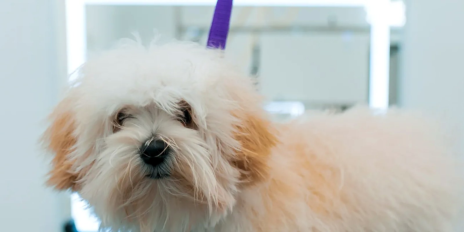 A small white dog having its front legs and paws checked by a groomer before a trim