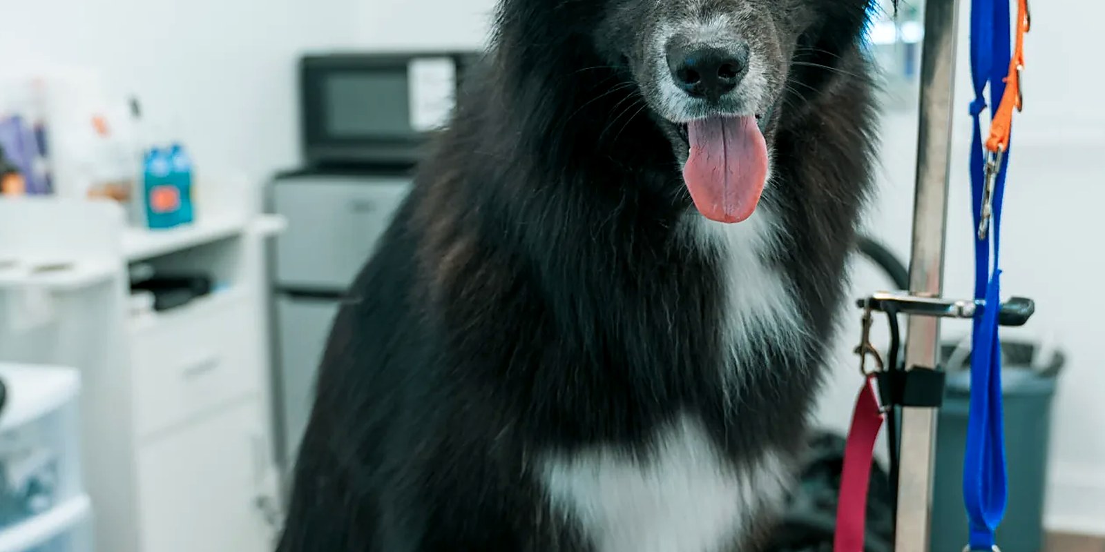 A dog standing in a grooming tub being lathered and rinsed during a bath