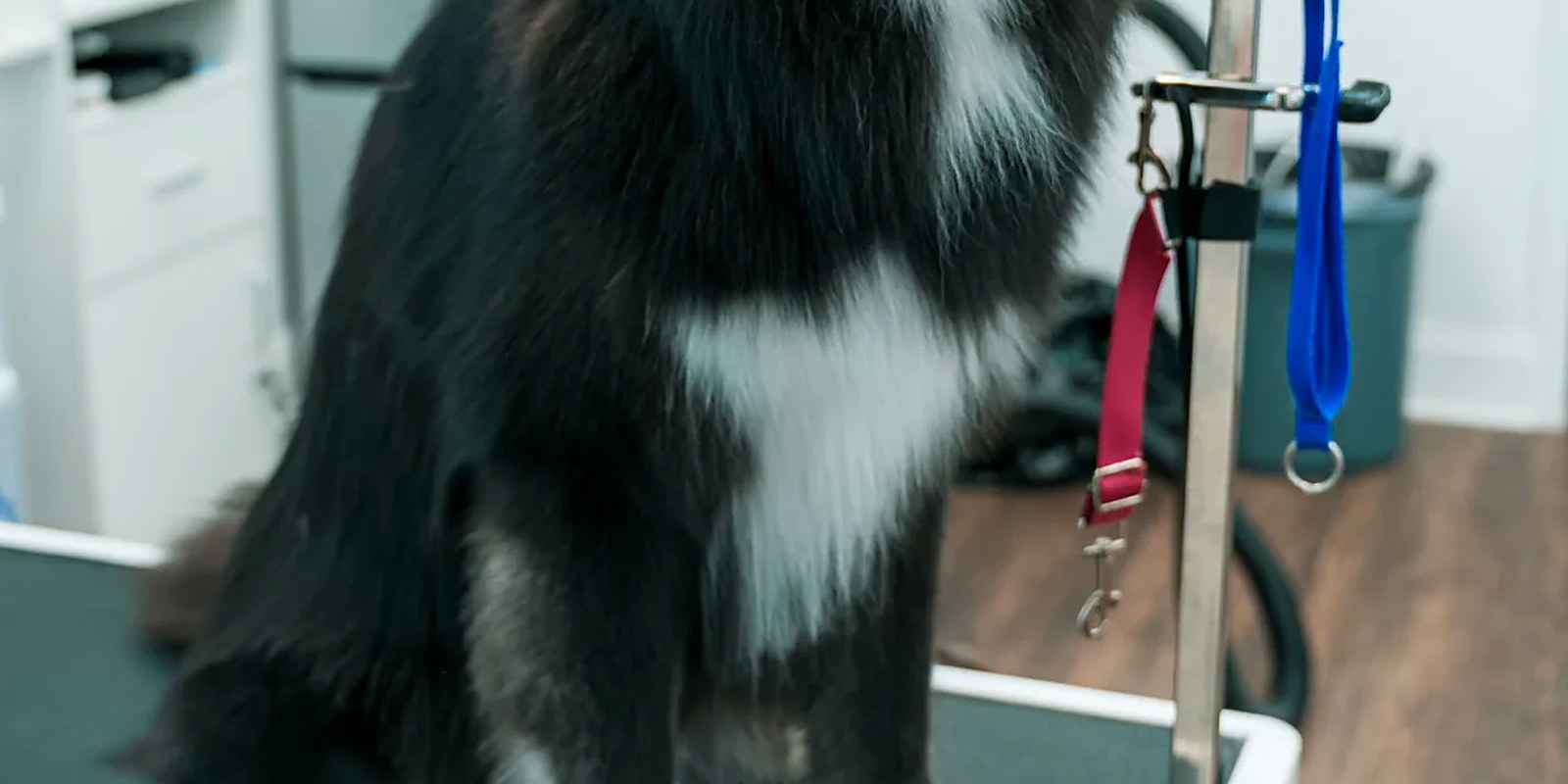 A thick-coated dog being lathered and rinsed in a grooming salon bathing tub