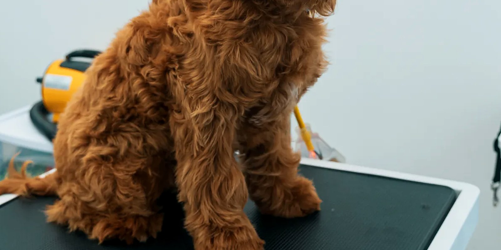 A groomer brushing out a freshly bathed dog on a grooming table at Lillian Ruff Pet Spa in Ronkonkoma, New York.