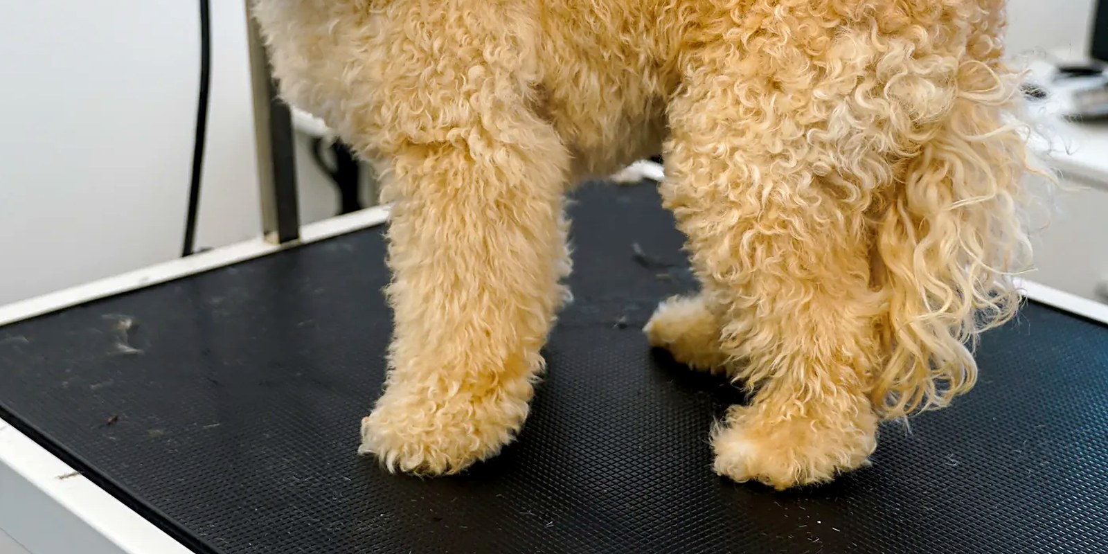 The Lillian Ruff Pet Spa storefront at 835 Portion Road in Ronkonkoma, the salon that grooms seven days a week including Sundays