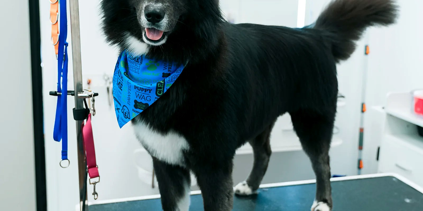An adult dog being combed through on a grooming table before a first appointment at a new salon