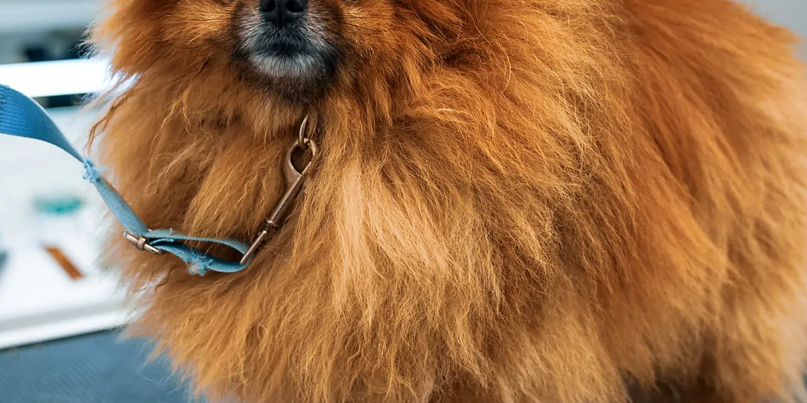 A groomer working plain oil into a small patch of sticky fur on a dog's shoulder before combing it out with a fine steel comb