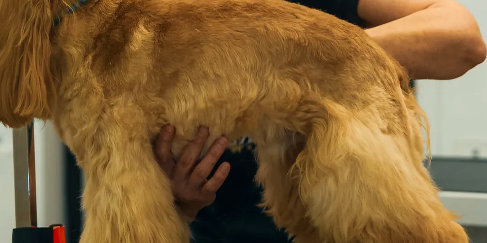 A West Highland White Terrier standing on a grooming table with a freshly clipped, tidy outline