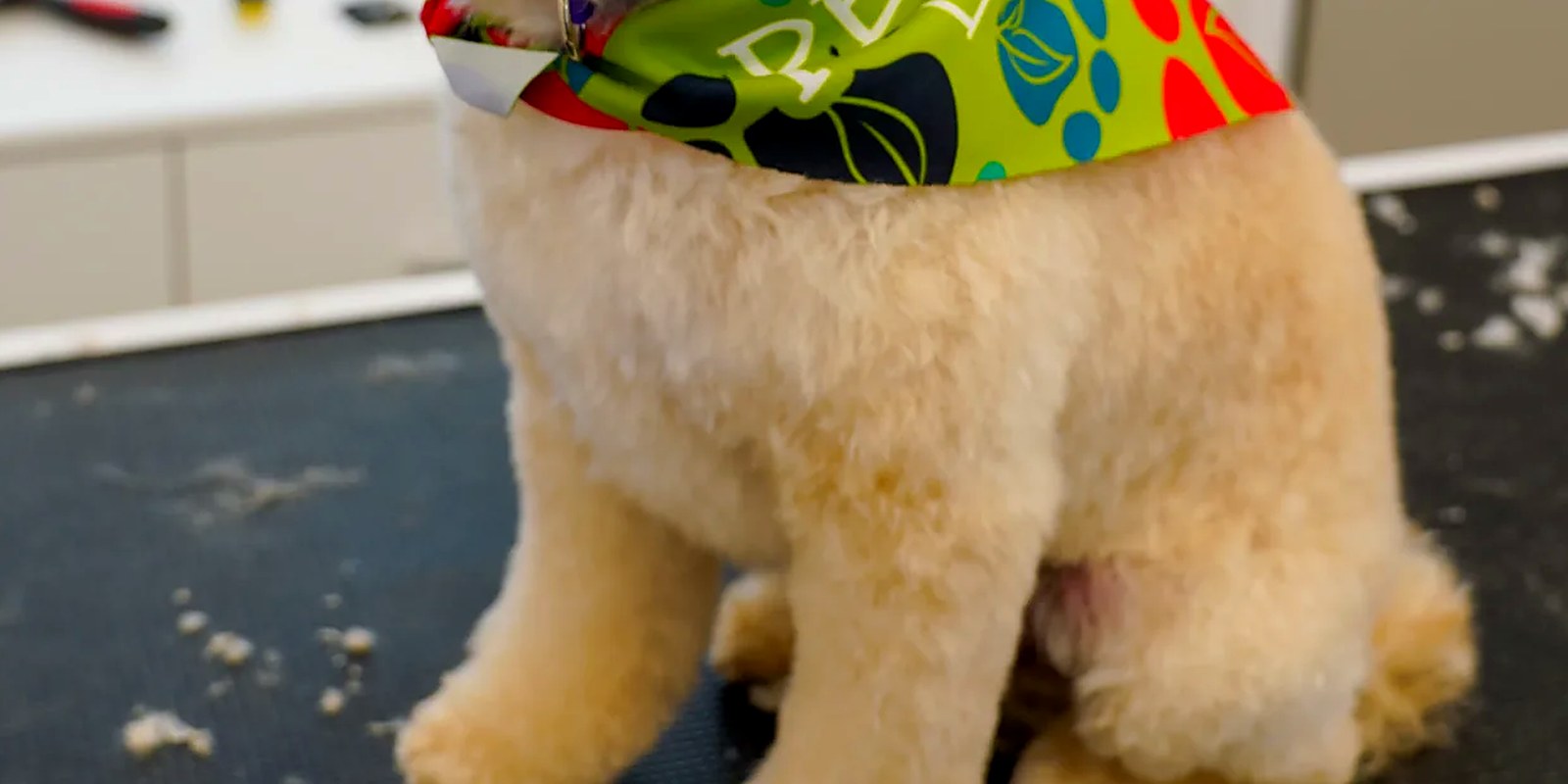 Dogs at play in a supervised daycare group at Lillian Ruff Pet Spa in Ronkonkoma, NY