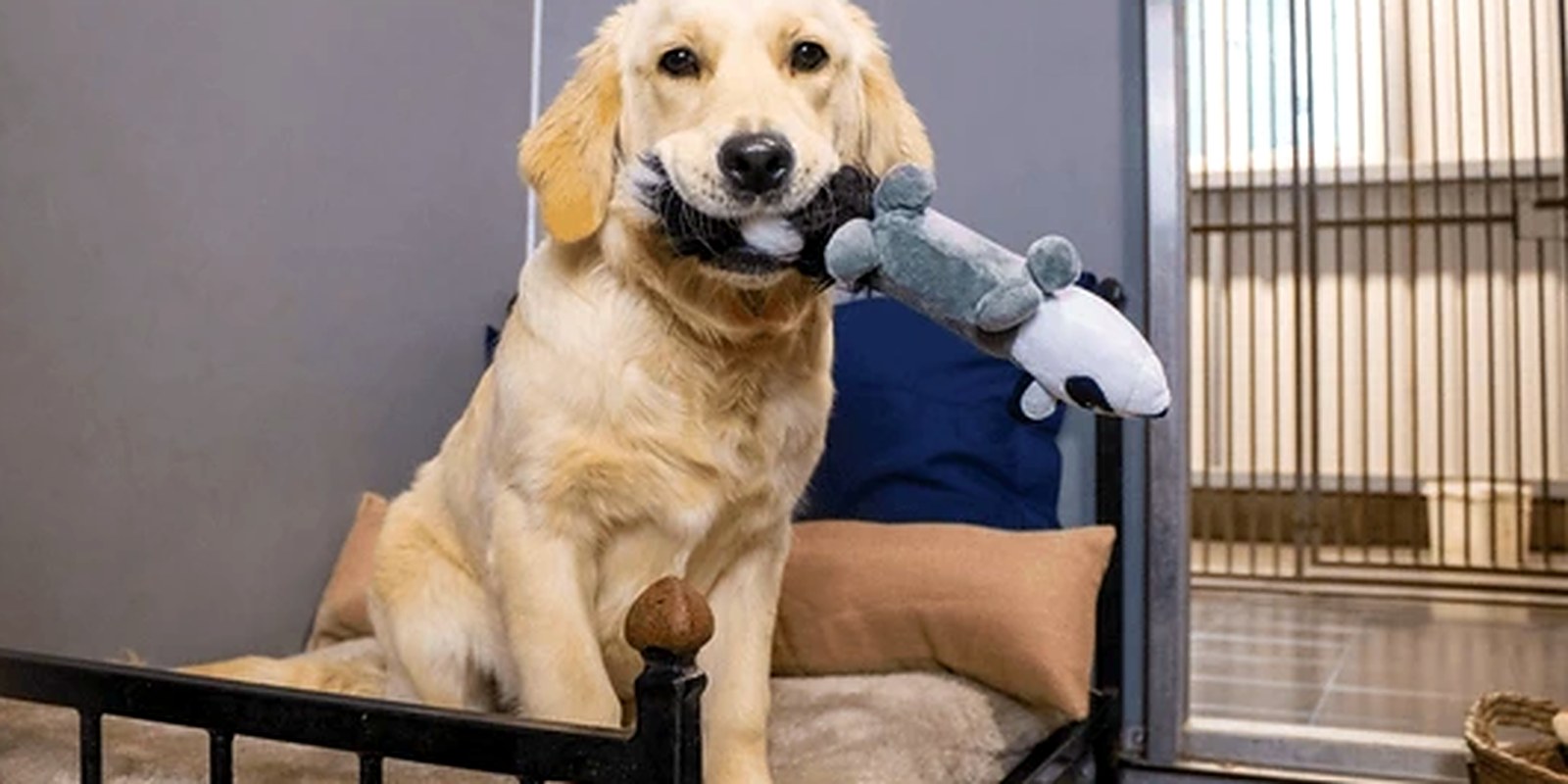 The Lillian Ruff Pet Spa daycare and boarding location at 835 Portion Rd, Ronkonkoma, New York.