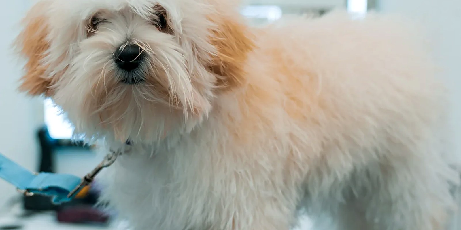 A young dog on a leash waiting at a daycare entrance before a first-visit evaluation