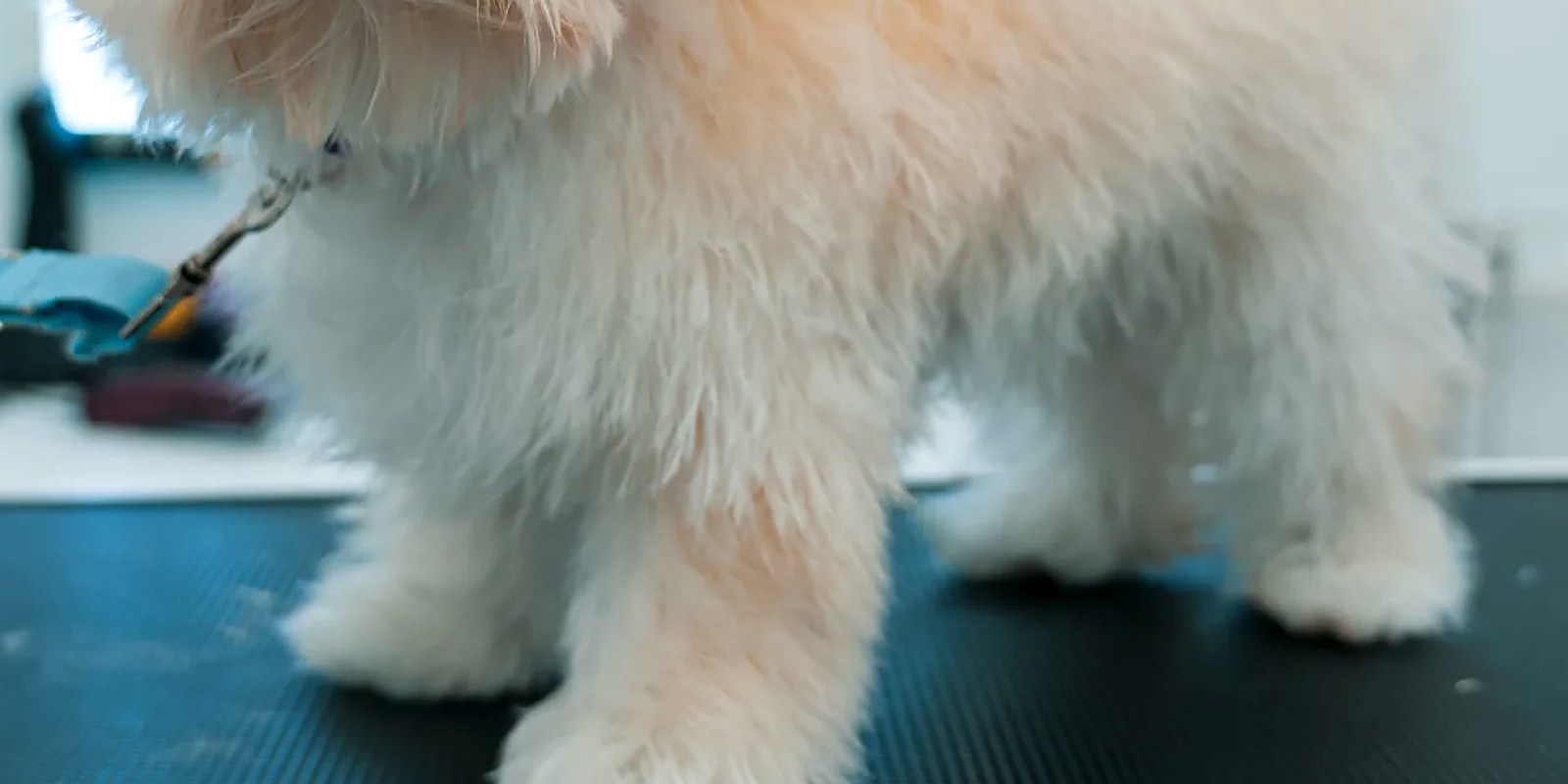 The Lillian Ruff Pet Spa storefront at 835 Portion Rd in Ronkonkoma, New York
