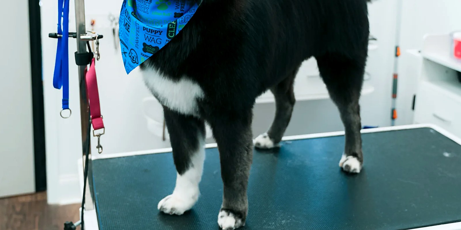 The Lillian Ruff Pet Spa storefront in Ronkonkoma, where boarding and daycare are offered seven days a week