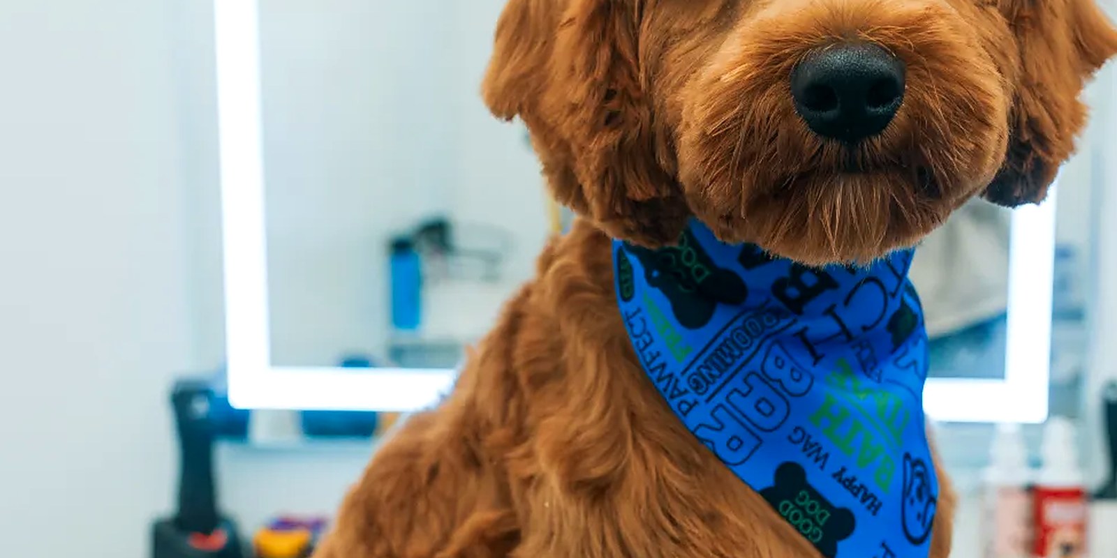 A damp-coated dog being dried and brushed section by section after a bath at a grooming salon
