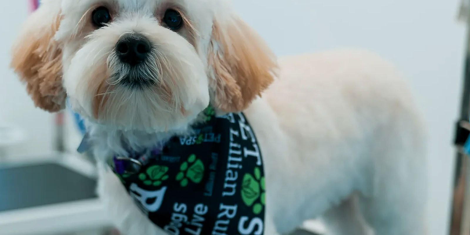 The Lillian Ruff Pet Spa storefront in Ronkonkoma, where daycare and boarding are offered seven days a week