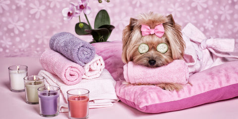 Can You Use Human Shampoo on Dogs? Expert Advice from Lillian Ruff Pet Spa - Lillian Ruff Pet Spa