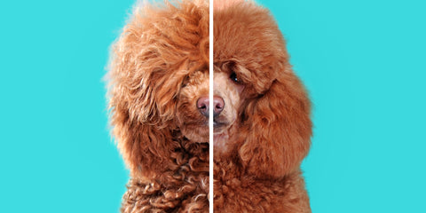 Home Grooming vs. Professional Grooming - Lillian Ruff Pet Spa